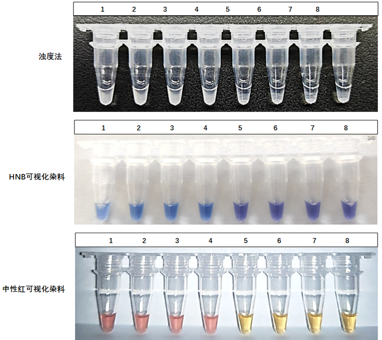 1-4：ASFV-p72基因質(zhì)粒；5-8：NTC